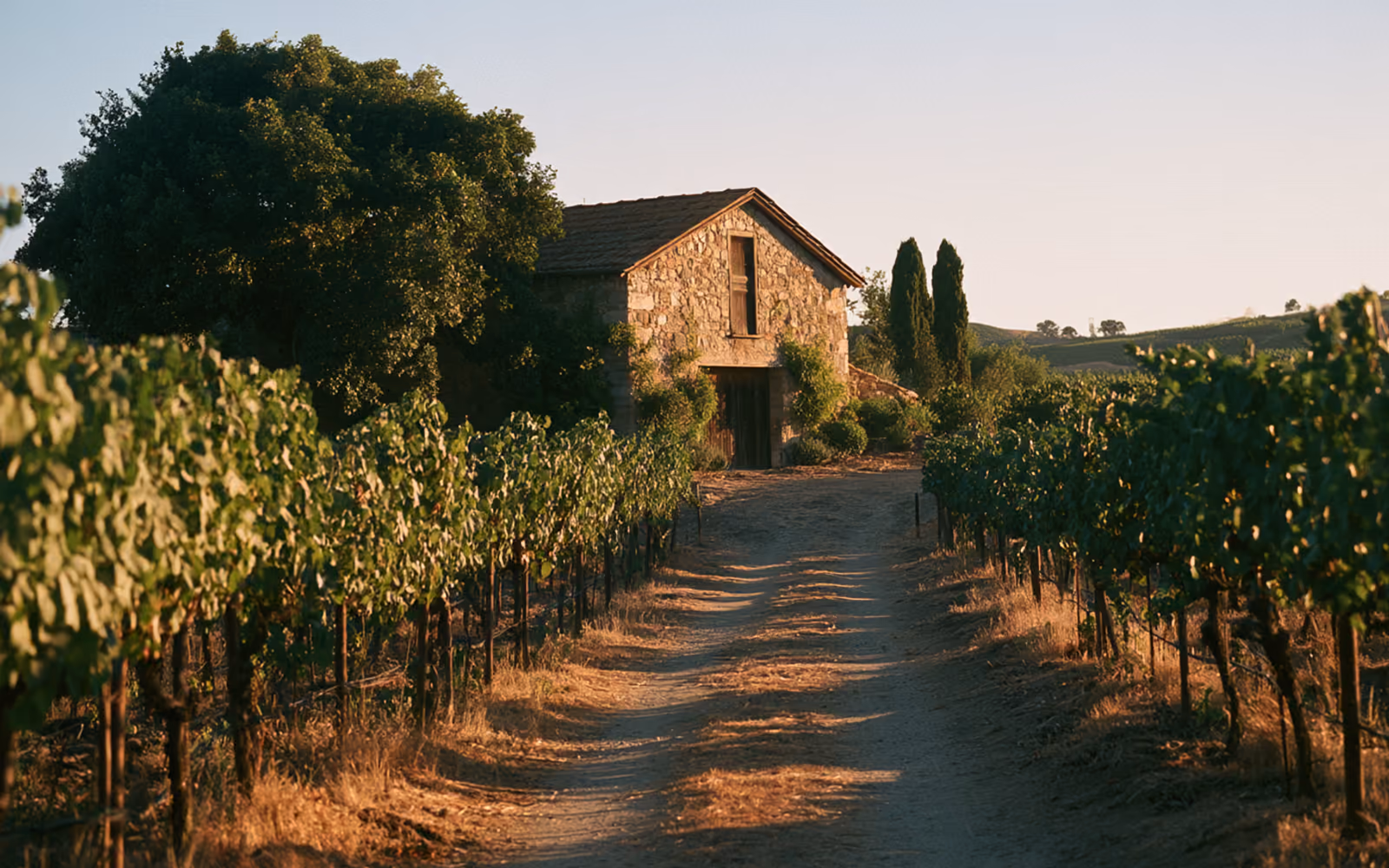 Filari di viti di Lambrusco Salamino in collina, luce bassa di fine pomeriggio